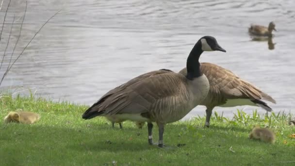 Geese Goslings River — Stock Video