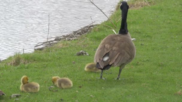 Goose Goslings Picturesque View — Stock Video