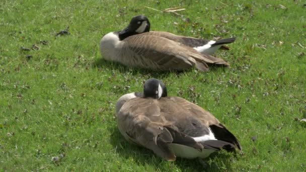 Geese Sleeping Grass — Stock Video