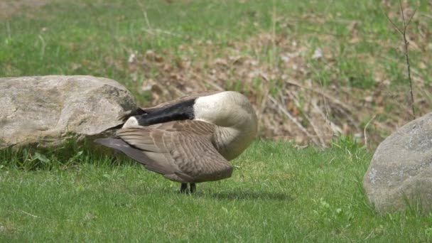 Goose Grooming Its Feathers — Stock Video