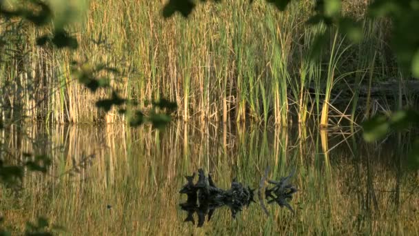 Uitzicht Het Meer Met Riet — Stockvideo