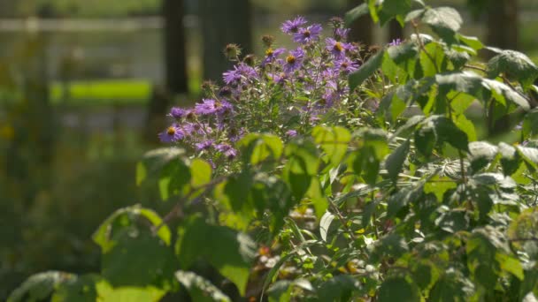 蜜蜂在紫色的花朵上 — 图库视频影像