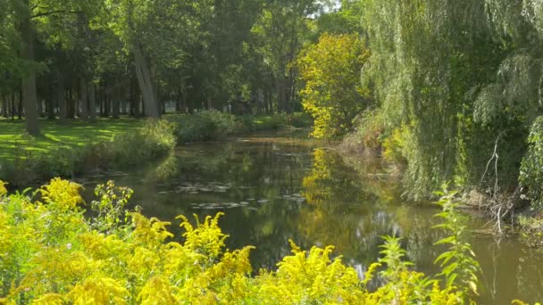 Water Omgeven Door Vegetatie — Stockvideo