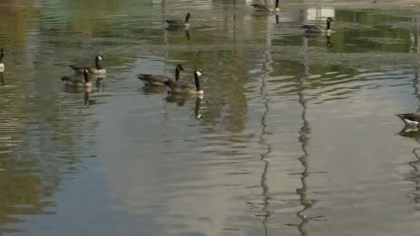 Gansos Flutuando Lago — Vídeo de Stock