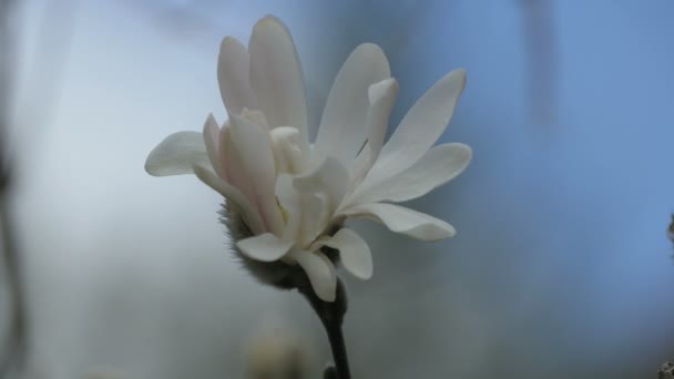 木兰花盛开的景色 — 图库视频影像