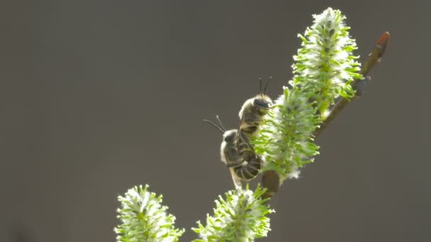 Bijen Paren Een Bloem — Stockvideo