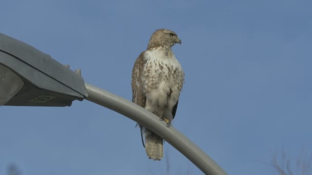 Falcon Lamp Post — Stockvideo