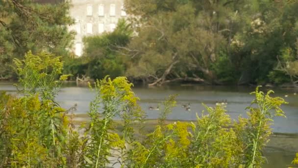 Рослини Березі Річки — стокове відео