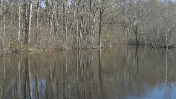 Lago Circondato Dalla Foresta — Video Stock