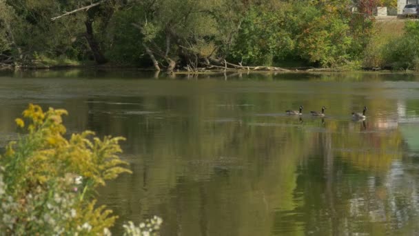 湖上的鹅 — 图库视频影像