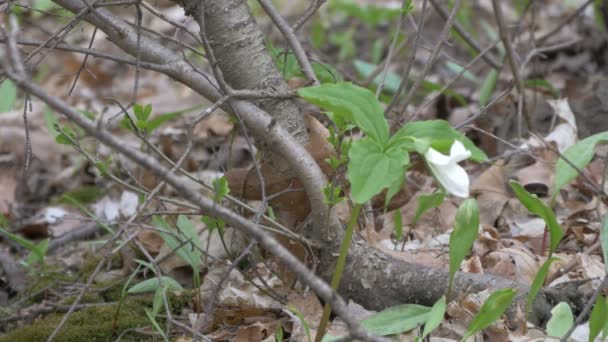 Witte Bloem Boomtakken — Stockvideo