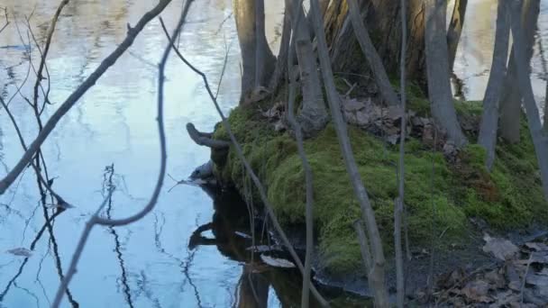 湖边的树干和苔藓 — 图库视频影像