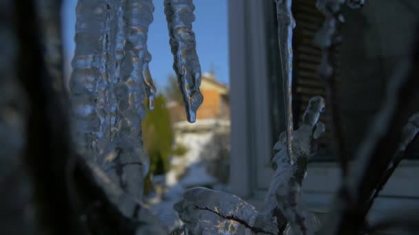 Water Dripping Icicles — Stock Video