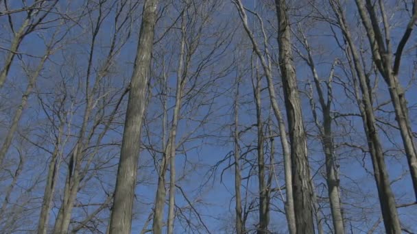Δέντρα Χωρίς Φύλλα Ένα Δάσος — Αρχείο Βίντεο