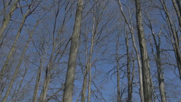 Blattlose Bäume Wald — Stockvideo