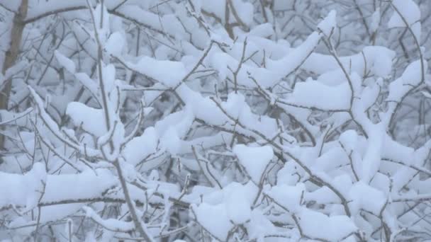 Träd Grenar Täckta Med Snö — Stockvideo