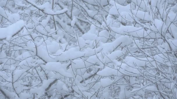雪に覆われた木の枝 — ストック動画