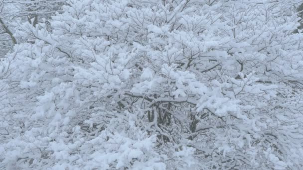 Takken Van Een Boom Bedekt Met Sneeuw — Stockvideo