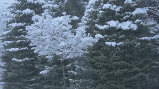 Drzewo Pokryte Śniegiem Jodłami — Wideo stockowe