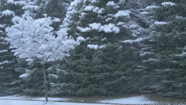 Baum Bei Schneefall Mit Schnee Bedeckt — Stockvideo