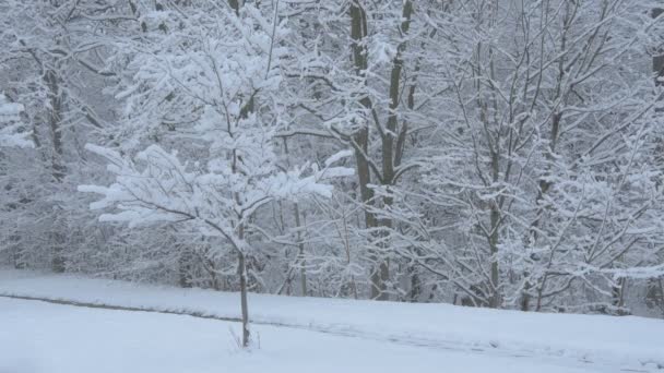 Alberi Senza Foglie Coperti Neve — Video Stock