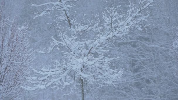 Bladlöst Träd Täckt Med Snö — Stockvideo