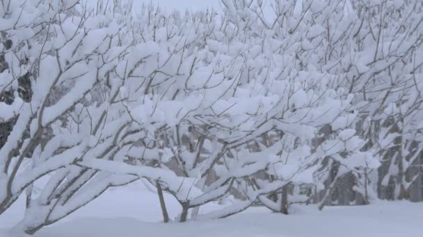 降雪时无叶树木被雪覆盖 — 图库视频影像