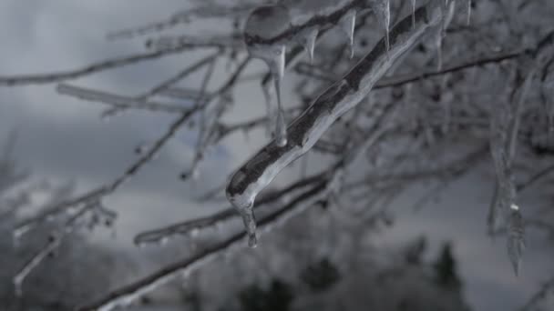 Icicles Hanging Tree Branches — ストック動画