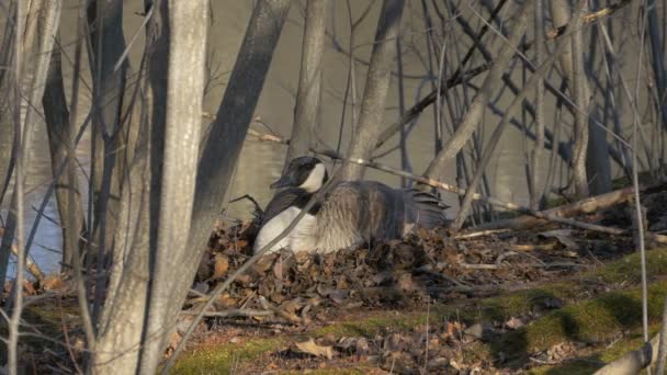 Oca Seduta Sulla Riva Lago — Video Stock