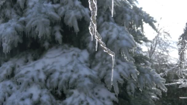 Frozen Twig Fir Tree — Wideo stockowe