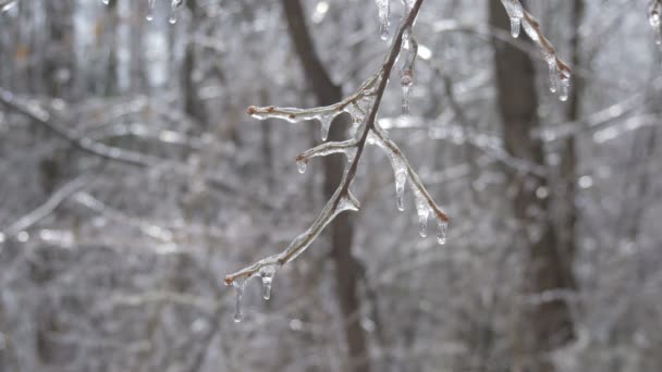 Vista Galhos Árvores Congeladas — Vídeo de Stock