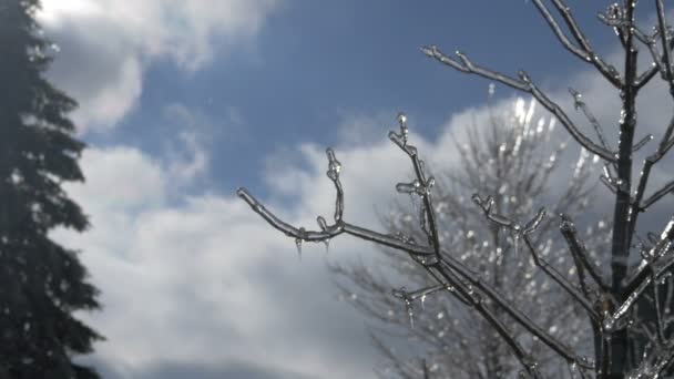 Ramo Albero Congelato Nella Foresta Invernale — Video Stock