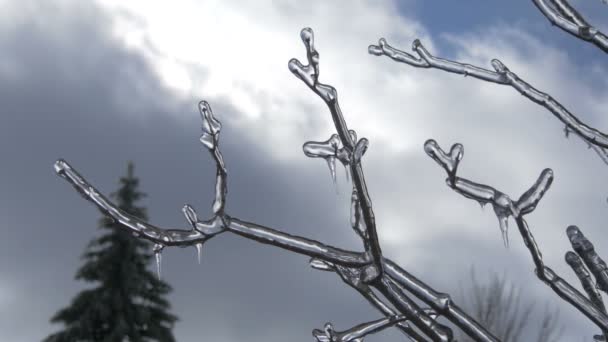 Low Angle View Frozen Tree Branch — Video Stock