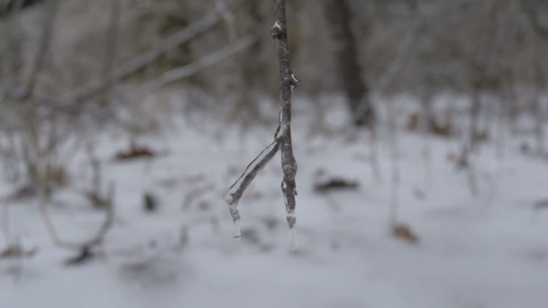 Närbild Frusen Trädkvist — Stockvideo