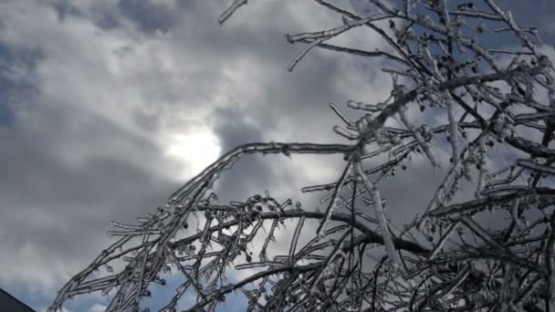 Árbol Congelado Nubes Viajando Por Cielo — Vídeos de Stock