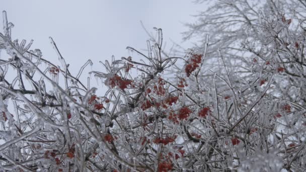 Frozen Fruits Tree — Vídeo de Stock