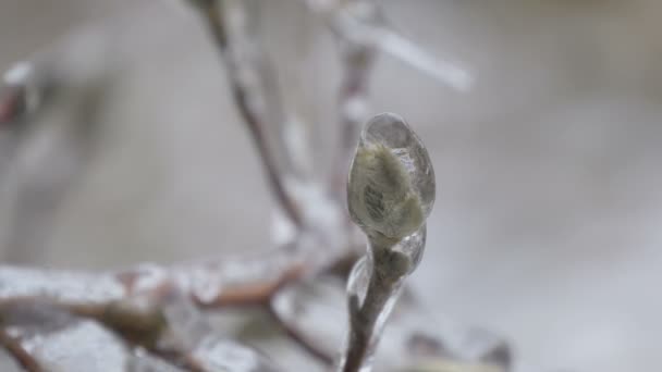 Frozen Tree Bud Picturesque View — Stock Video