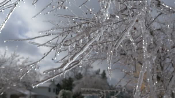 加拿大的无叶树被冰覆盖着 — 图库视频影像