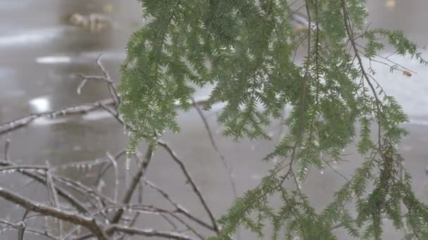 Замерзшие Деревья Озера — стоковое видео