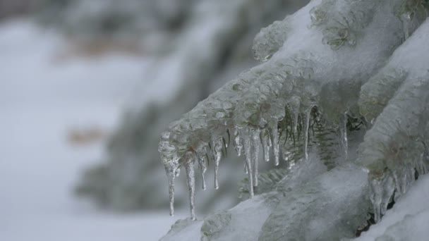 Fir Träd Gren Täckt Med — Stockvideo