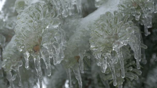 Ice Icicles Fir Tree — Vídeos de Stock