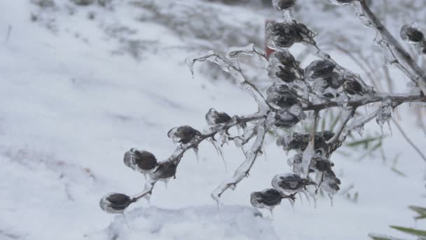 花と冷凍小枝 — ストック動画