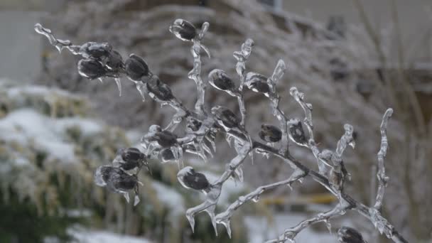 Замороженные Цветы Веточке — стоковое видео