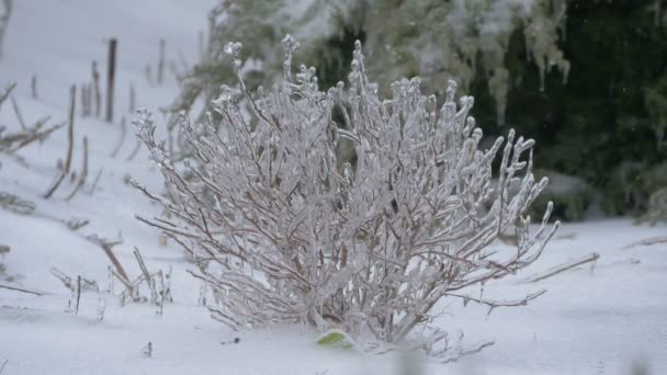 冬の森の中の凍った茂み — ストック動画