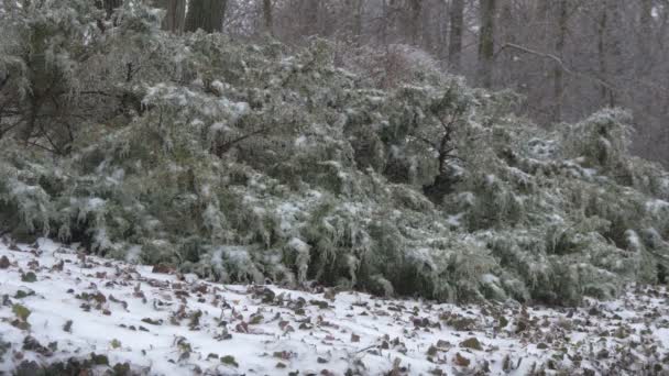 Frozen Bushes Trees — Stockvideo