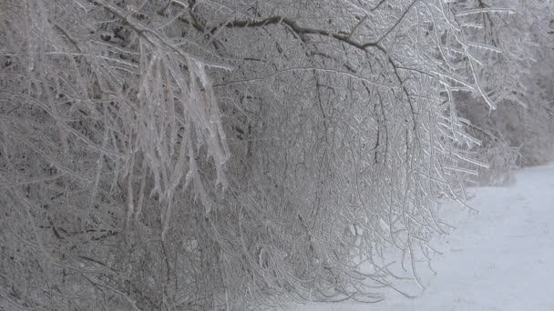 凍った森の眺め — ストック動画