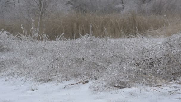 Ramitas Cubiertas Hielo — Vídeos de Stock