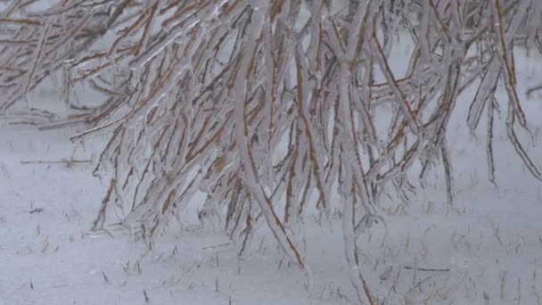 Vue Des Branches Arbres Gelées — Video