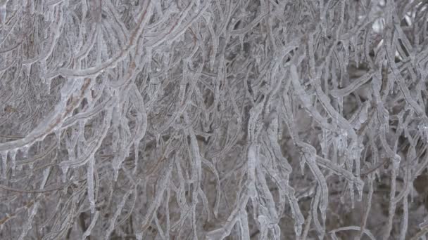 被冻结的树枝的近景 — 图库视频影像