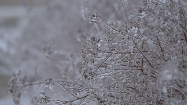 Ramitas Árboles Congelados Vista Pintoresca — Vídeos de Stock